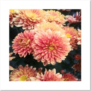 All Shades of orange fall chrysanthemums Posters and Art